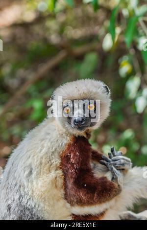 Nahaufnahme von einer Sifaka in ihrer natürlichen Umgebung im Regenwald von Andasibe auf der Insel Madagaskar, vertikal Stockfoto