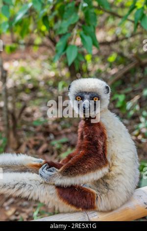 Nahaufnahme von einer Sifaka in ihrer natürlichen Umgebung im Regenwald von Andasibe auf der Insel Madagaskar, vertikal Stockfoto