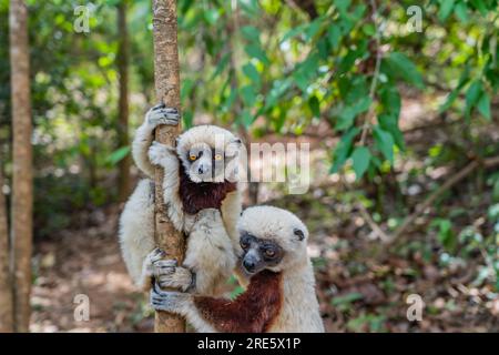 Nahaufnahme von zwei diademischen Sifaka in seiner natürlichen Umgebung im Regenwald von Andasibe auf der Insel Madagaskar Stockfoto