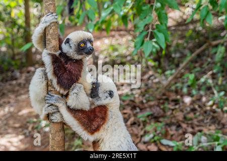 Nahaufnahme von zwei diademischen Sifaka in seiner natürlichen Umgebung im Regenwald von Andasibe auf der Insel Madagaskar Stockfoto