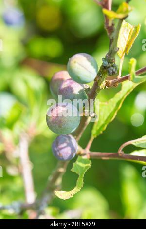 Nahaufnahme der Reifung von Samenbeeren auf einem Schwarzdornbusch / Prunus spinosa. Stockfoto