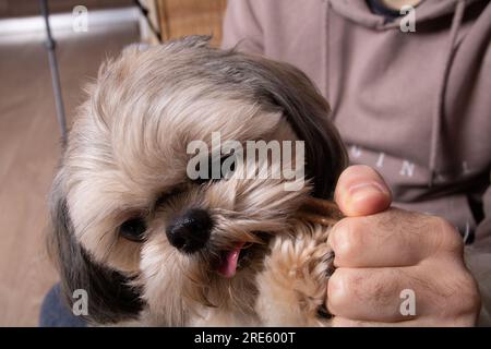 Tierfoto, Stammhund Shih Tzu beißt eine Leckerei, die ein Mann hält Stockfoto