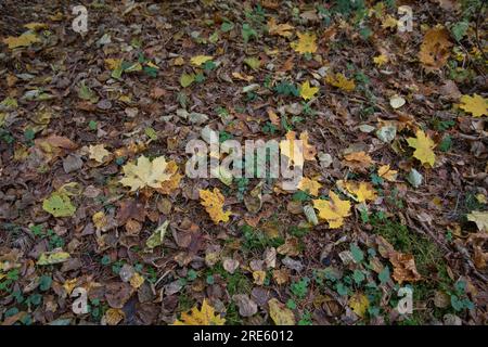 Auf dem Gras im Wald liegen farbenfrohe Herbstblätter, die von Bäumen gefallen sind Stockfoto