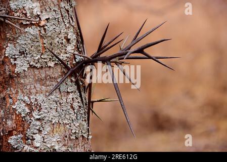 Große verzweigte Dornen auf dem Honigbaum (Gleditsia triacanthos), auch bekannt als Dornhacust. Stockfoto