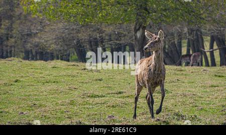 Dammwild in Putbus, Rügen, Deutschland Stockfoto