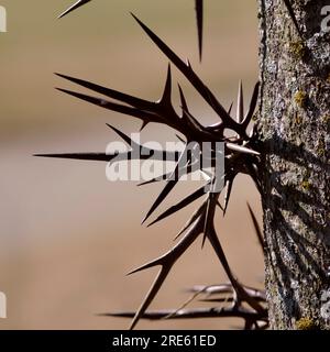 Große verzweigte Dornen auf dem Honigbaum (Gleditsia triacanthos), auch bekannt als Dornhacust. Stockfoto