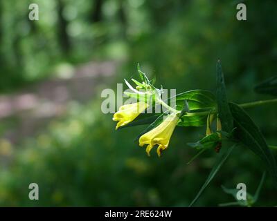 Gemeiner Kuhweizen, Melampyrum pratense, Foto auf dem Weg an der Südwestküste unter uralten, vom Wind gewehenen Eichen. North Devon, England, Großbritannien Stockfoto