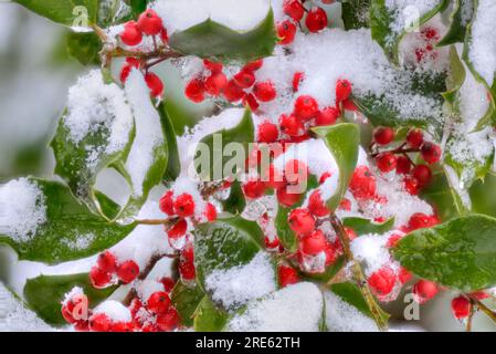 American Holly (Ilex opaca) mit dornigen grünen Blättern und roten Beeren im Winter. Stockfoto