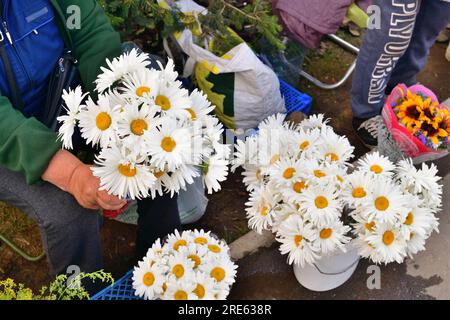 Moskau, Russland - Juli 21. 2023. Rentner verkaufen Blumen in der Nähe des Bahnhofs Kryukovo Stockfoto