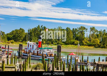 Der SS-Meister hat bei Ebbe an der Britannia-Schiffsanlegestelle in Steveston angelegt Stockfoto