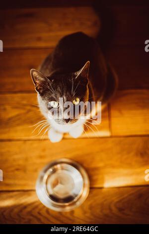 Blick von oben auf eine wunderschöne, süße Hauskatze, die auf dem Holzboden neben einer leeren Schüssel sitzt und darauf wartet, dass ihm Essen gegeben wird. Ein Haustier füttern. Stockfoto