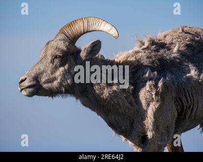 Ein Dickhornschafe (Ovis canadensis) am Gipfel des Mount Evans in Colorado. Stockfoto