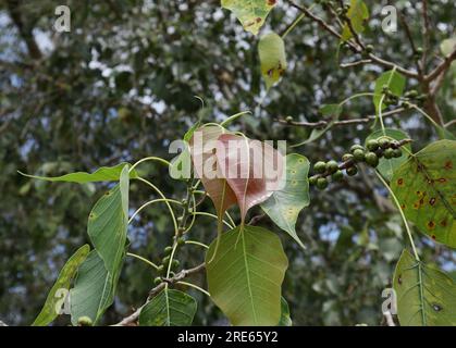 Nahaufnahme eines Zweigs einer Heiligen Feige (Ficus Religiosa), der Zweig mit den frischen Blättern und wachsenden Früchten auf den Stängeln Stockfoto