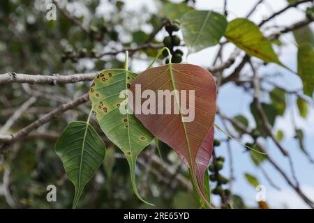 Nahaufnahme der frisch wachsenden Blätter eines Zweigs eines Heiligen Feigens (Ficus Religiosa) Stockfoto