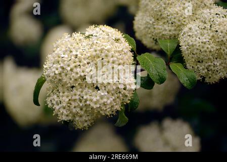 Viburnum prunifolium (bekannt als Black haw oder Black haw, Black haw viburnum, Sweet haw und Hirschbusch) im Frühling in voller Blüte. Stockfoto