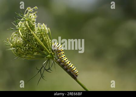 Raupe des Schwalbenschwanz-Schmetterlings (Papilio machaon), der sich an Königin Annes Spitze (Daucus carota) ernährt, wird normalerweise als Unkraut betrachtet. Stockfoto