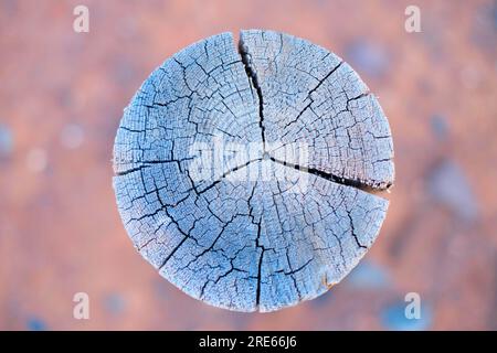 Ein Holzstumpf mit Wachstumsringen. Stockfoto