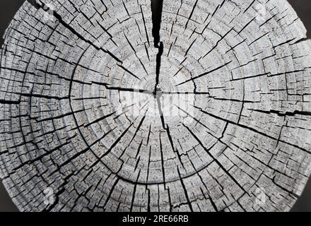 Wunderschöne symmetrische Wachstumsringe auf einem verwitterten Holzstumpf. Stockfoto