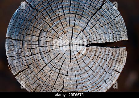 Textur und Muster perfekter Wachstumsringe an einem alten und verwitterten Holzstamm. Stockfoto