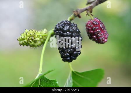 Nahaufnahme von schwarzen Maulbeeren (Morus nigra), die an einem Ast reifen Stockfoto