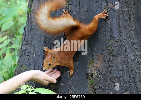 Eichhörnchen nimmt eine Nuss aus einer menschlichen Hand. Fütterung wilder Tiere in einem Sommerpark, hungriges Eichhörnchen auf dem Baumstamm, Vertrauen- und Pflegekonzept Stockfoto