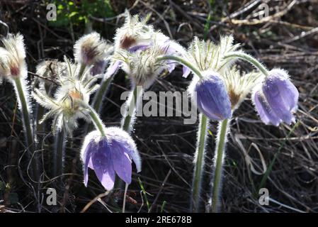 Pulsatilla Patens blüht im Frühling in freier Wildbahn Stockfoto