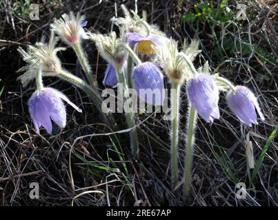 Pulsatilla Patens blüht im Frühling in freier Wildbahn Stockfoto