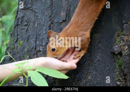 Eichhörnchen nimmt eine Nuss aus einer menschlichen Hand. Fütterung wilder Tiere in einem Sommerpark, hungriges Eichhörnchen auf dem Baumstamm, Vertrauen- und Pflegekonzept Stockfoto