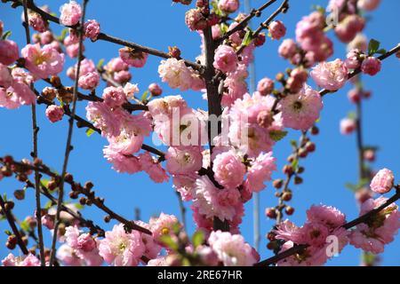 Zierpflanze Dreilappen-Mandel (Prunus triloba) blüht im Garten Stockfoto