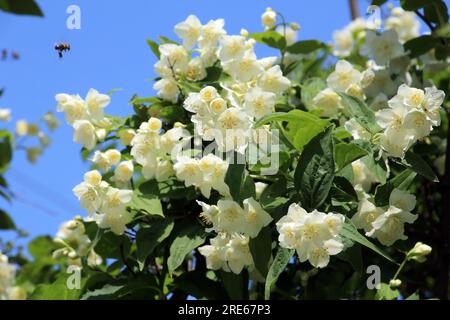 Frühlingsblüten im GartenJasminbusch Stockfoto