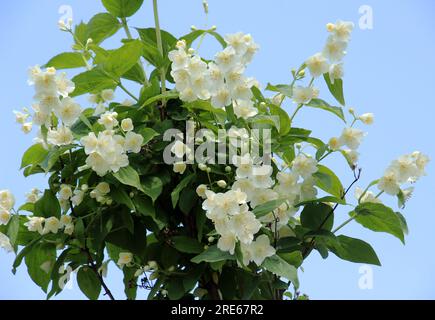 Frühlingsblüten im GartenJasminbusch Stockfoto