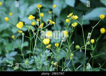 In freier Wildbahn wächst eine schleichende Butterblume (Ranunculus repens) Stockfoto