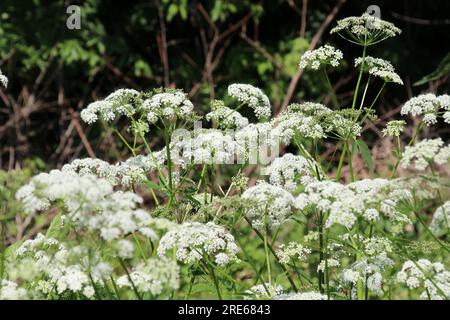 Aegopodium podagraria wächst als Unkraut in der Wildnis Stockfoto