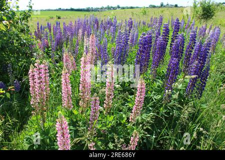 Lupinus polyphyllus (Lupinus polyphyllus) wächst in freier Wildbahn auf einer Wiese Stockfoto