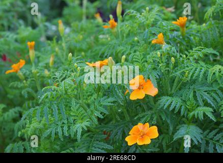 Zierpflanze schlanker, blühender Ringelblüten in Blüte, ein blühender Strauß leuchtender Orangenblüten von Tagetes tenuifolia oder Siegelmarigold mit grünen Blättern Stockfoto