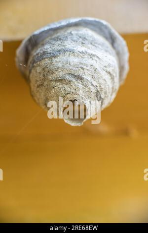 Kleine weiße Wespen nisten in einer Toilette Stockfoto