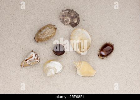 Verschiedene Muscheln liegen auf dem Sand. Flache Lage mit Muscheln aus dem Atlantischen Ozean, Golf von Mexiko. Reichtümer am Ufer Floridas. Stockfoto