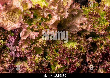 Nahaufnahme von roten batavia-Salatblättern Stockfoto