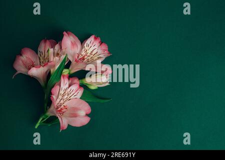 Alstroemeria-rosa Blumen auf smaragdgrünem Hintergrund. Draufsicht, flach liegend, Kopierbereich. Stockfoto