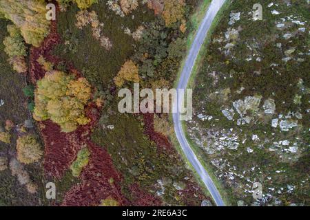 Zenithaler Blick aus der Vogelperspektive auf eine Straße in einem Eichenwald im Herbst Stockfoto