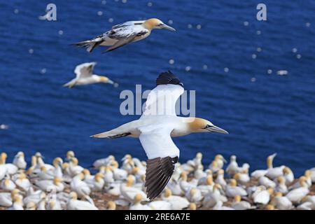 Northern Gannet Portrait in Flight, Bonaventure Island, Quebec, Kanada Stockfoto