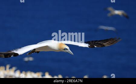 Northern Gannet Portrait in Flight, Bonaventure Island, Quebec, Kanada Stockfoto