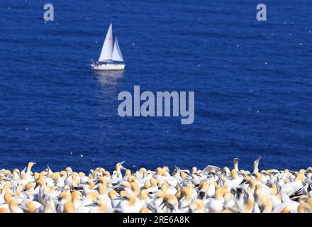 Segelschiff mit nördlicher Gannet-Kolonie im Vordergrund, Bonaventure Island, Quebec, Kanada Stockfoto