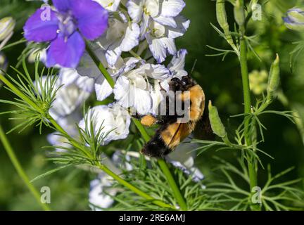 Eine Königin Bombus Nevadensis oder eine Hummel aus Nevada, die einen Pollenkorb auf ihrem Bein trägt und in einem Garten voller blühender Larkspur-Blüten bestäubt. Stockfoto