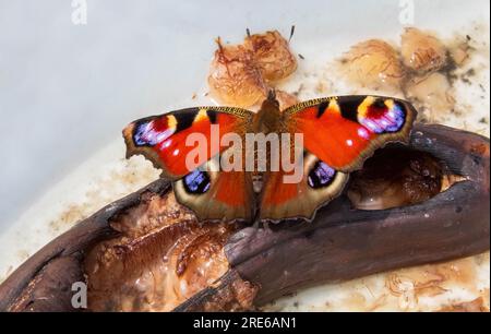 Wunderschöner Peacock Butterfly, der eine süße Leckerei von Einer verrottenden Banane genießt Stockfoto