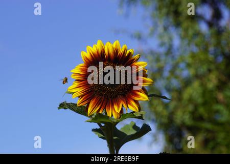 Blühende Sonnenblumen-Abendsonne (Helianthus annuus) in einem niederländischen Garten. Blauer Himmel. Sommer, Juli, Niederlande Stockfoto