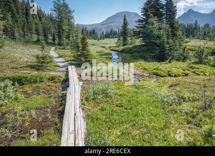 Kleine Holzbrücke über einem Bergbach in Sunshine Meadows im Banff National Park, Alberta, Kanada Stockfoto