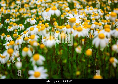 Weiße und gelbe Gänseblümchen wachsen auf einer Wiese Stockfoto