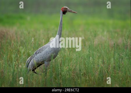 Brolga - Antigone rubicunda oder Australischer Kran, ehemals Begleiter der Ureinwohner, großer Vogel in der Kranfamilie, geselliger Sumpfvogel aus tropischen und süßen Ländern Stockfoto