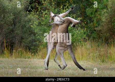 Macropus giganteus - zwei östliche graue Kängurus, die in Tasmanien in Australien miteinander kämpfen. Tierduell im grünen australischen Wald. K Stockfoto